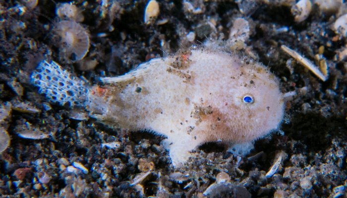 Baby Furry Spotfin Frogfish